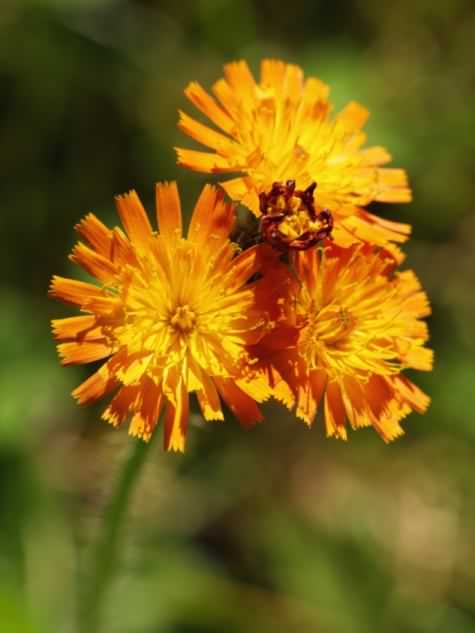 Fox and Cubs - Hieracium aurantiacum, click for a larger image, photo licensed for reuse CCBYSA3.0