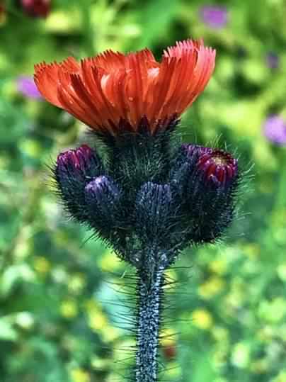Fox and Cubs - Hieracium aurantiacum, click for a larger image, photo licensed for reuse CCASA4.0