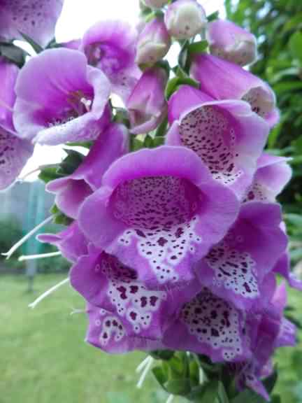 Common Foxglove - Digitalis purpurea, species information page