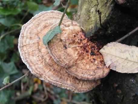 Alder Bracket - Inonotus radiatus, species information page