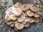 Honey Fungus - Armillaria mellea, click for a larger image