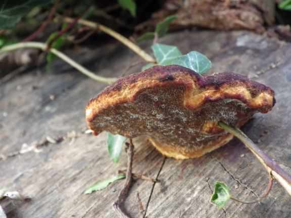 Beefsteak fungus - Fistulina hepatica, click for a larger image