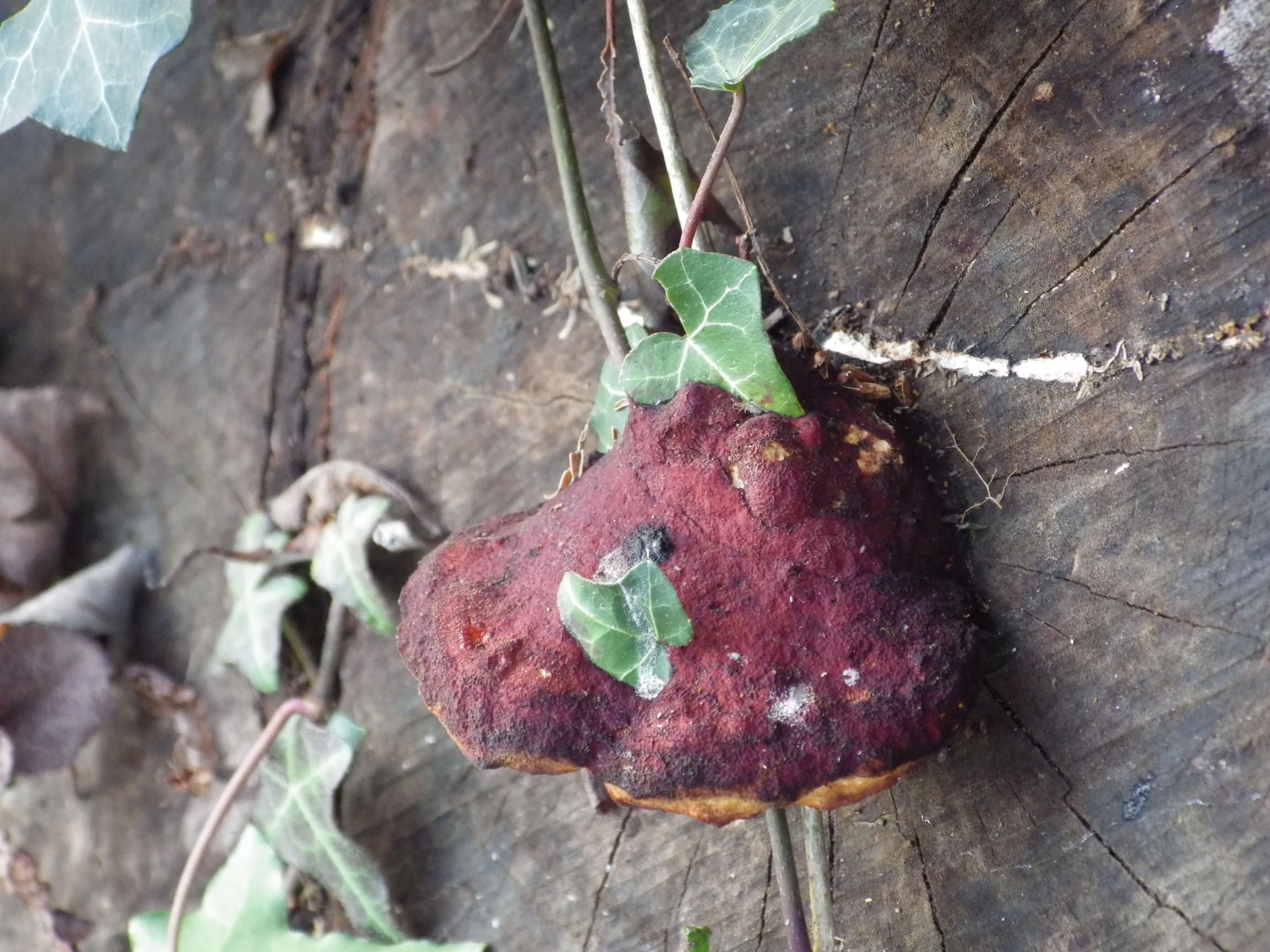 Beefsteak fungus - Fistulina hepatica, species information page