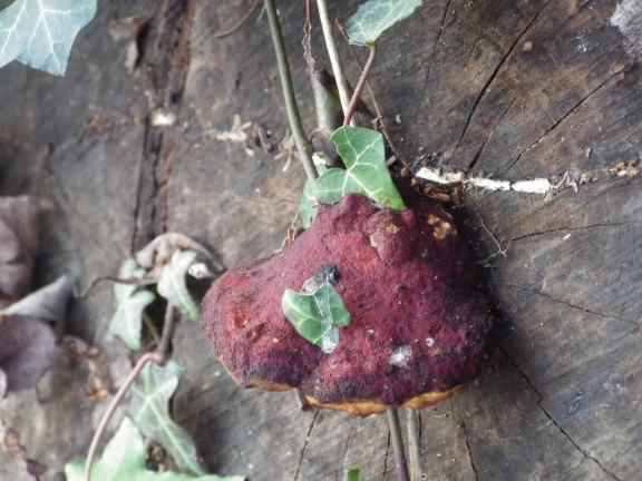 Beefsteak fungus - Fistulina hepatica