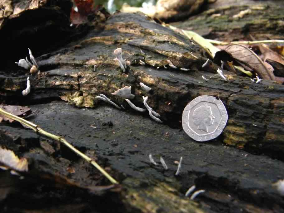 Candlesnuff - Xylaria hypoxylon, click for a larger image