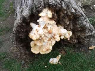 Chicken of the Woods - Laetiporus sulphureus, click for a larger image