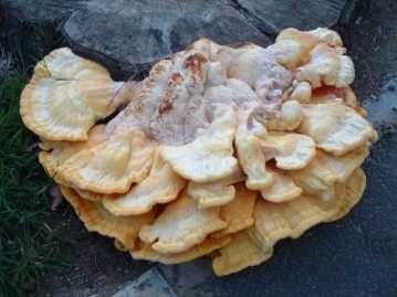 Chicken of the Woods - Laetiporus sulphureus species information page