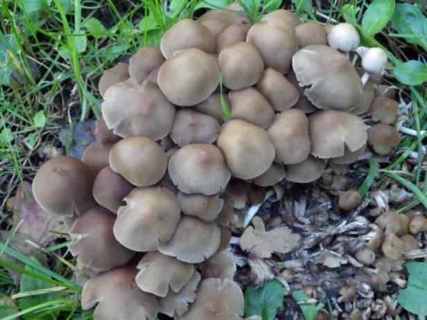 Clustered Brittlestem - Psathyrella multipedata, click for a larger image