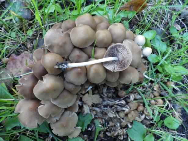 Clustered Brittlestem - Psathyrella multipedata, click for a larger image