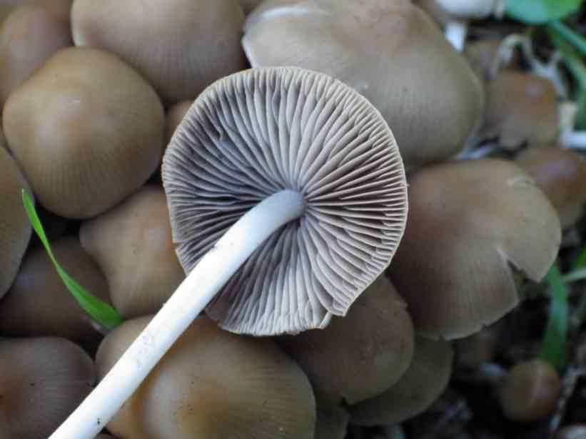 Clustered Brittlestem - Psathyrella multipedata, click for a larger image