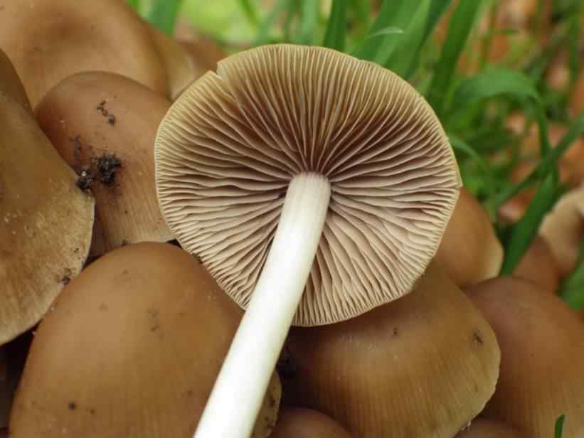 Clustered Brittlestem - Psathyrella multipedata, click for a larger image