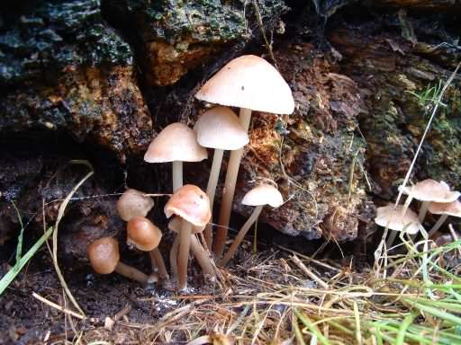 Common Bonnet - Mycena galericulata, click for a larger image