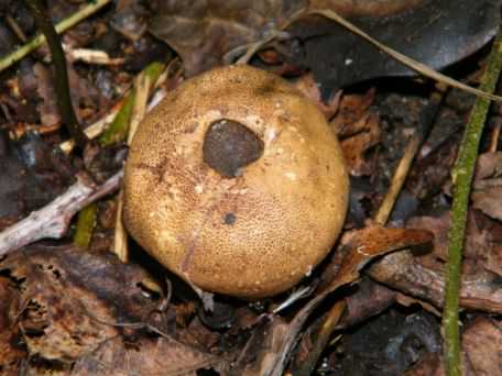 Common Earthball - Scleroderma citrinum