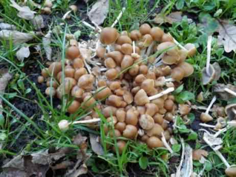 Common Inkcap - Coprinopsis atramentaria, click for a larger image