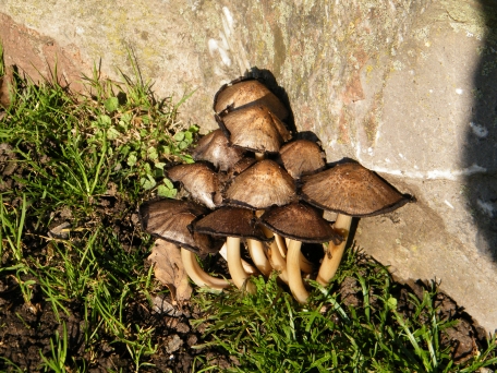 Common Inkcap - Coprinopsis atramentaria, click for a larger image