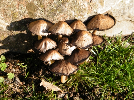 Common Inkcap - Coprinopsis atramentaria, click for a larger image