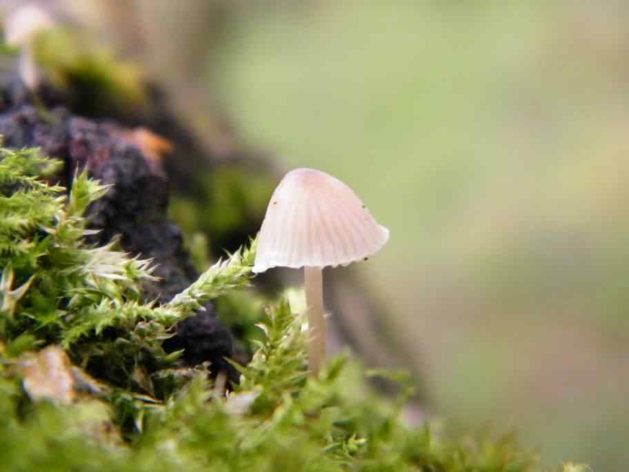 Fairy Inkcap - Coprinus disseminatus, click for a larger image