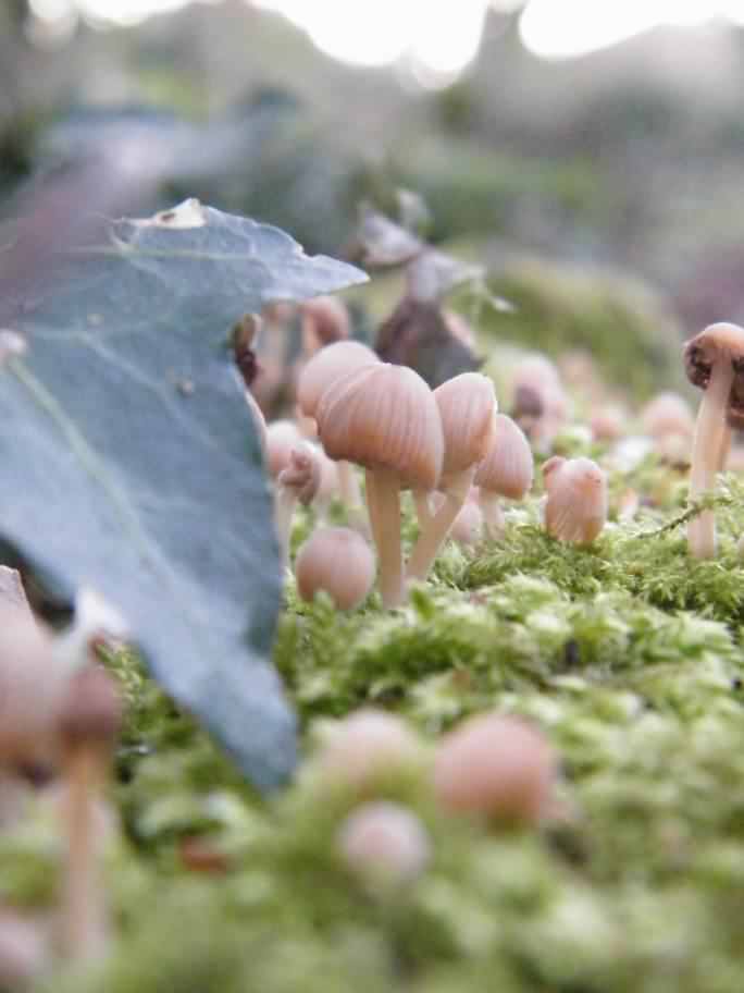 Fairy Inkcap - Coprinus disseminatus, click for a larger image