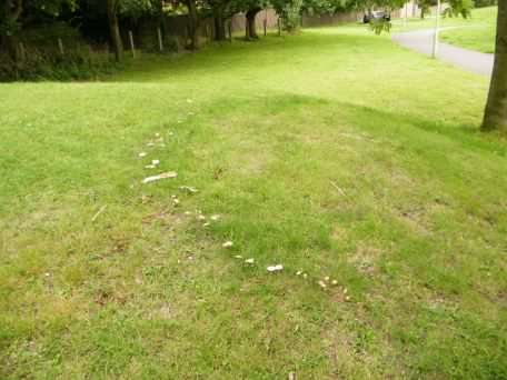 Fairy Ring Mushroom - Marasmius oreades, click for a larger image