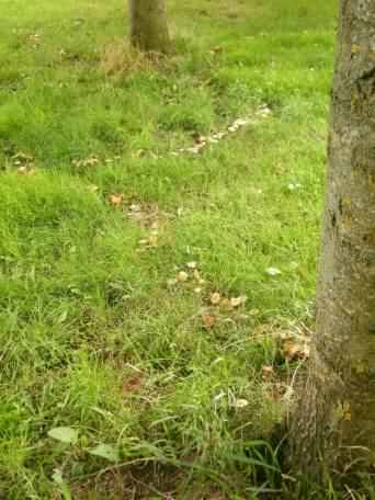 Fairy Ring Mushroom - Marasmius oreades, click for a larger image