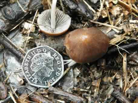 Funeral Bell - Galerina marginata species information page