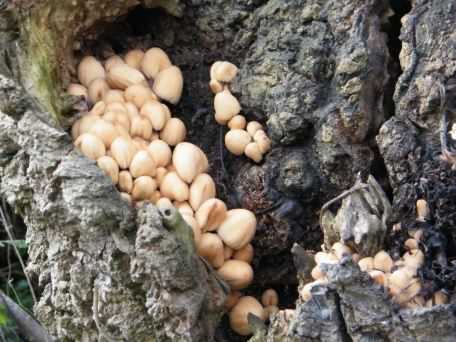 Glistening Inkcap - Coprinellus micaceus, click for a larger image