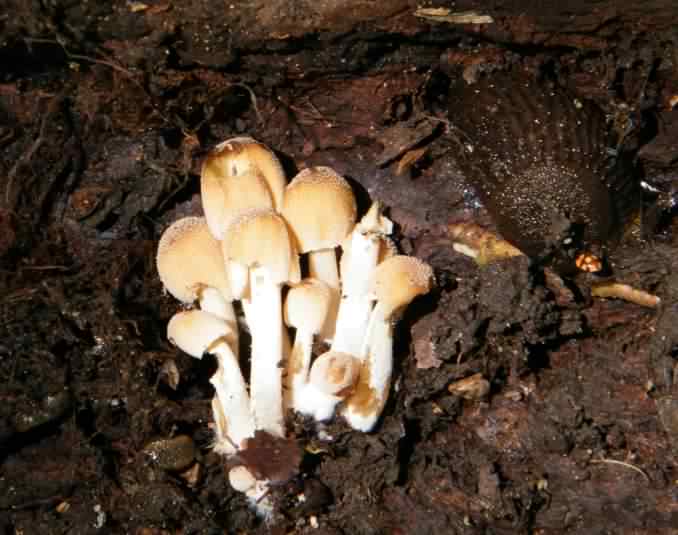 Glistening Inkcap - Coprinellus micaceu, click for a larger image