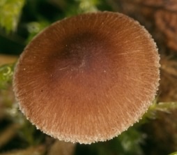 Fungus - Inocybe nitidiuscula, click for a larger image, photo licensed for reuse, with permission