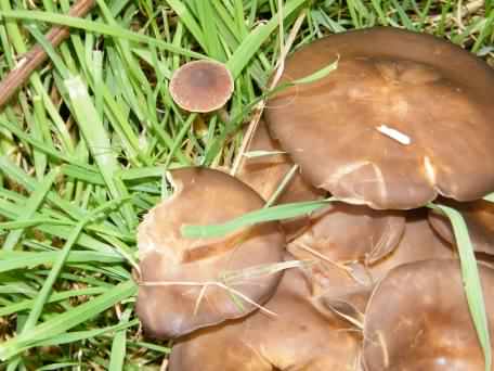 Fungus - Inocybe nitidiuscula, click for a larger image