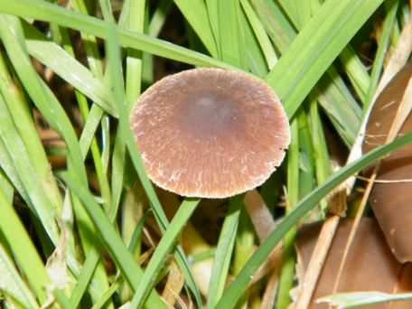 Fiber Cap - Inocybe nitidiuscula species information page