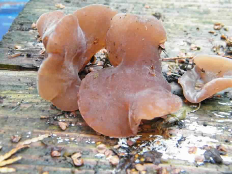 Jelly Ear - Auricularia auricula-judae