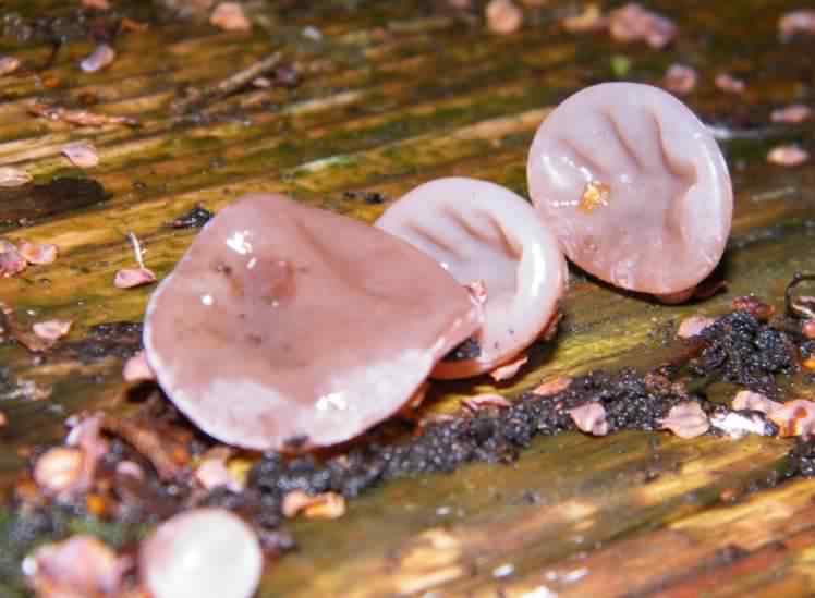 Jelly Ear - Auricularia auricula-judae