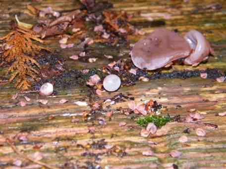 Jelly Ear - Auricularia auricula-judae