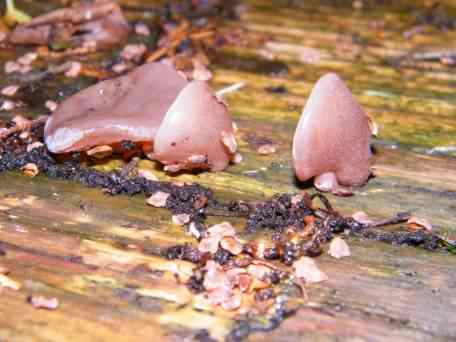 Jelly Ear - Auricularia auricula-judae