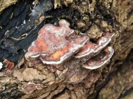 Lacquered Bracket - Ganoderma lucidum species information page