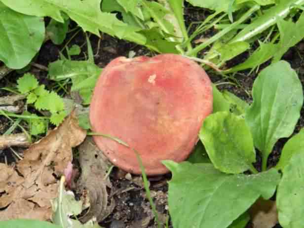 Patriotic Bolete - Boletus patrioticus, click for a larger image