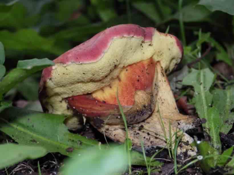 Patriotic Bolete - Boletus patrioticus species information page