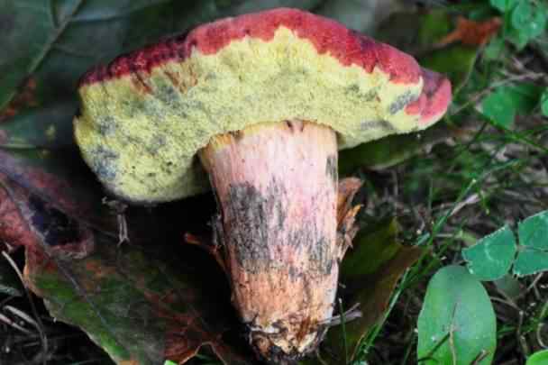 Patriotic Bolete - Boletus patrioticus, click for a larger image, photo licensed for reuse CCASA3.0