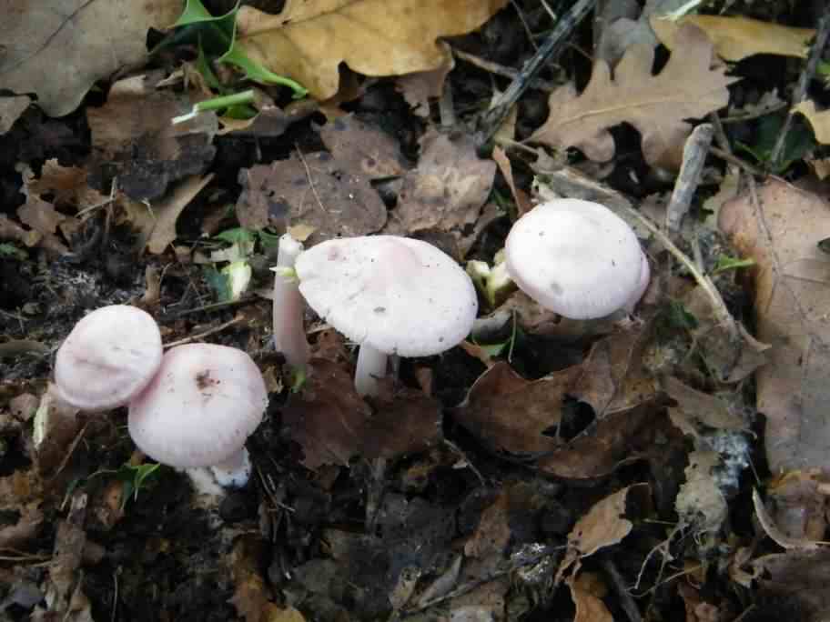 Rosy Bonnet - Mycena rosea, click for a larger image