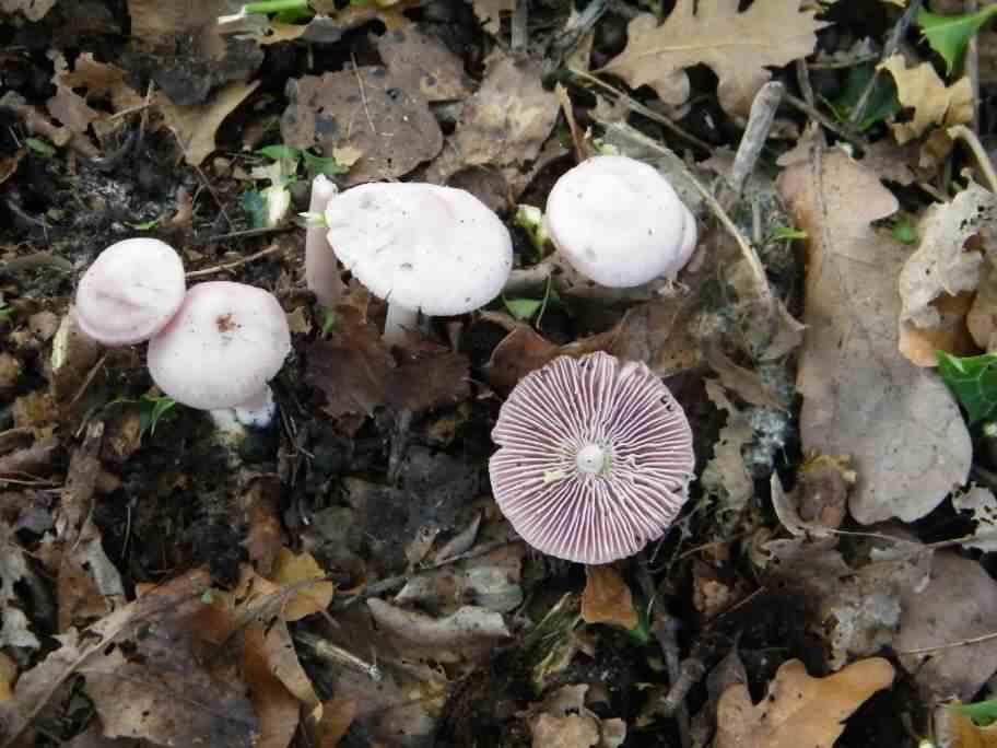 Rosy Bonnet - Mycena rosea, click for a larger image