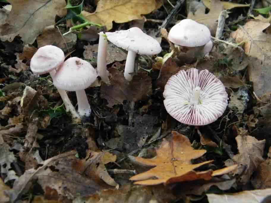 Rosy Bonnet - Mycena rosea, click for a larger image