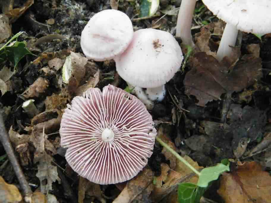 Rosy Bonnet - Mycena rosea, click for a larger image