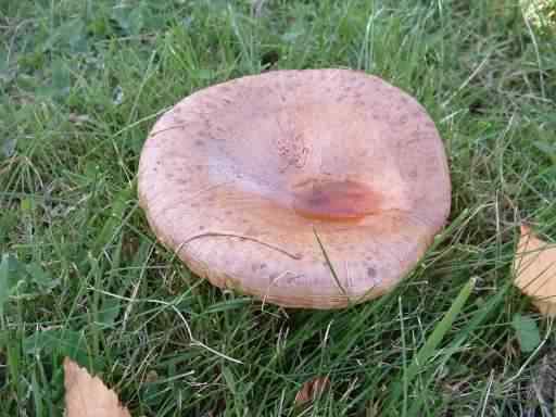 Saffron Milkcap - Lactarius deliciosus, click for a larger image