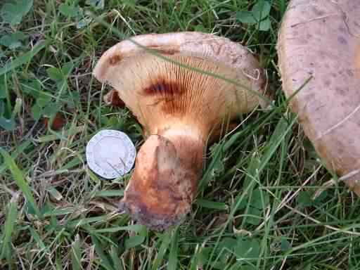 Saffron Milkcap - Lactarius deliciosus, click for a larger image