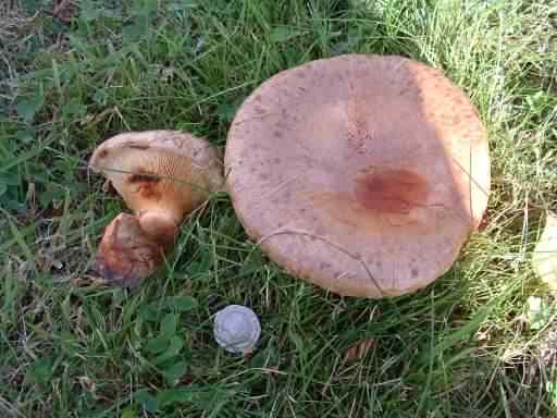 Saffron Milkcap - Lactarius deliciosus, click for a larger image