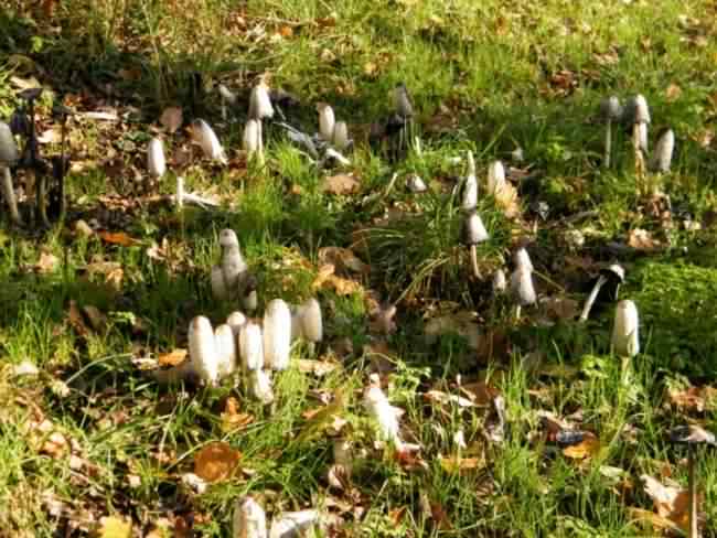 Shaggy Inkcap - Coprinus comatus species information page