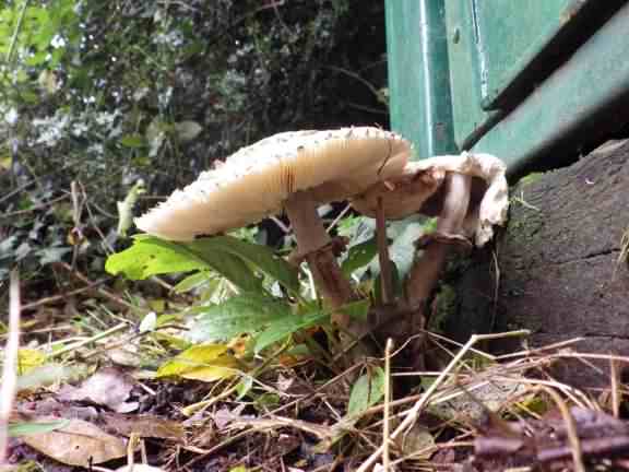 Shaggy Parasol - Chlorophyllum rhacodes, click for a larger image