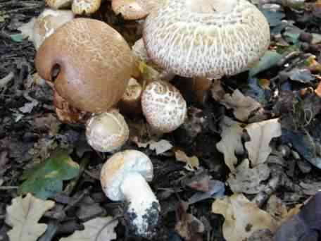 Shaggy Parasol - Chlorophyllum rhacodes species information page