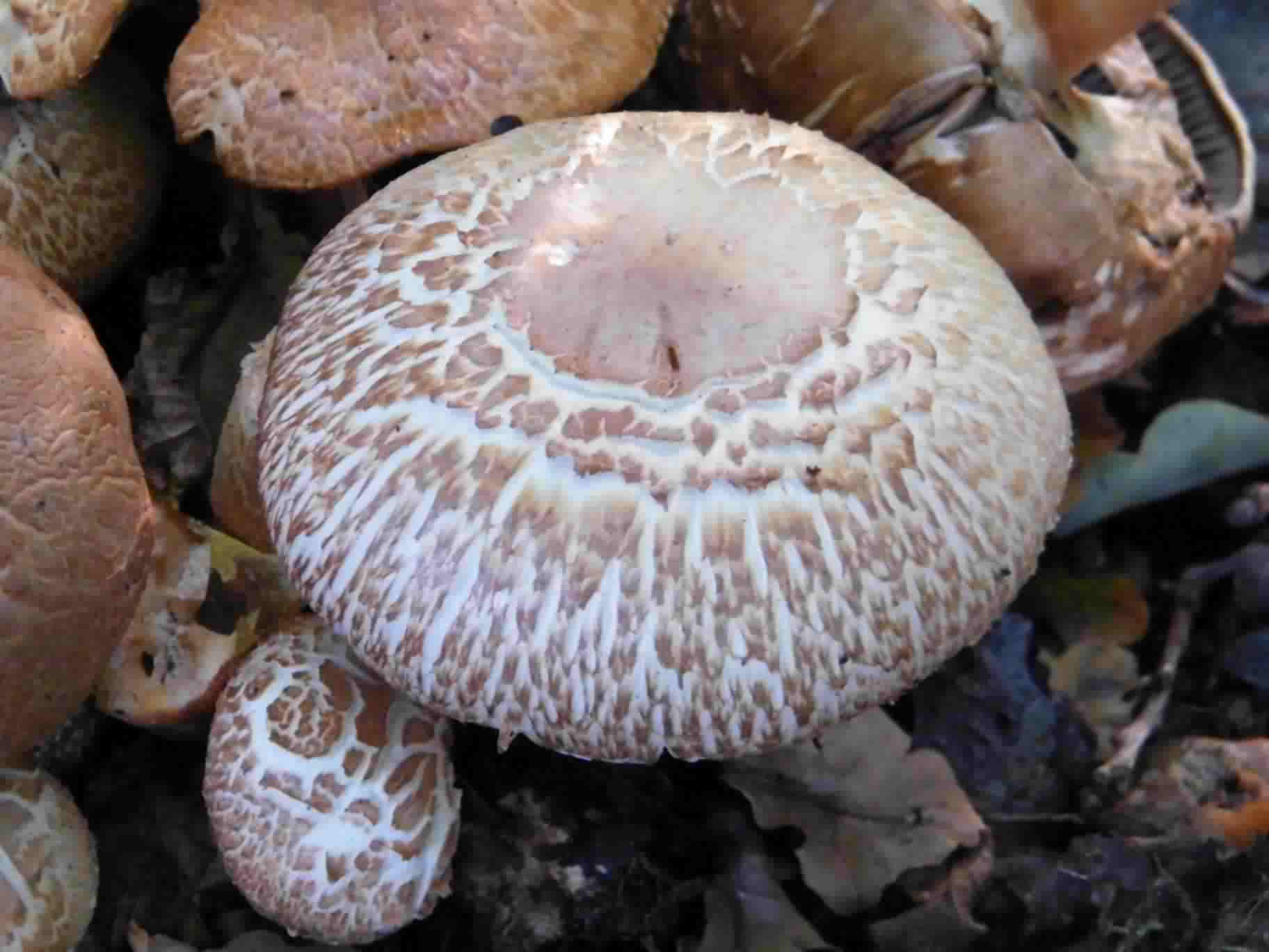 Shaggy Parasol - Chlorophyllum rhacodes, click for a larger image