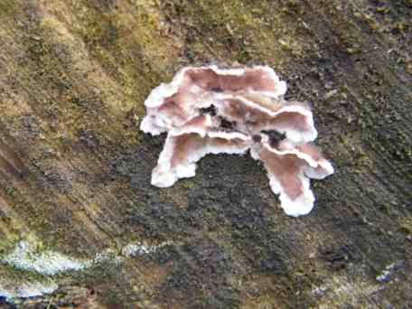 Silverleaf Fungus - Chondrostereum purpureum, click for a larger image